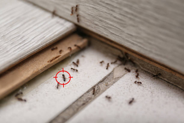 Insect Control in Satellite Beach, FL