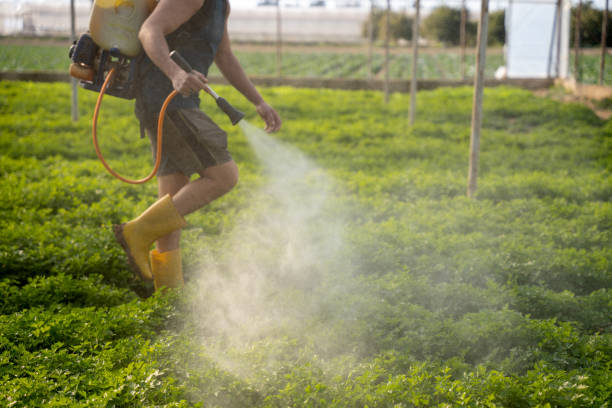 Best Insect Control  in Satellite Beach, FL