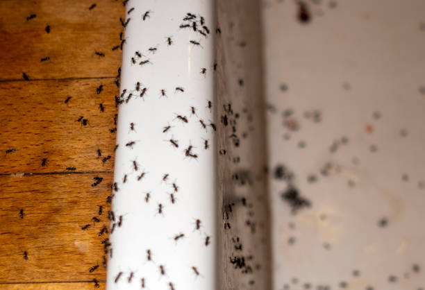 Best Local Pest Control Services  in Satellite Beach, FL