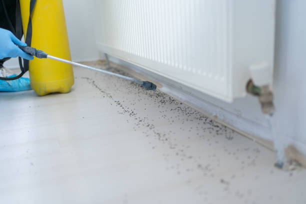 Best Spider Control Near Me  in Satellite Beach, FL