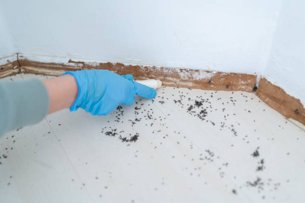 Professional Pest Control in Satellite Beach, FL